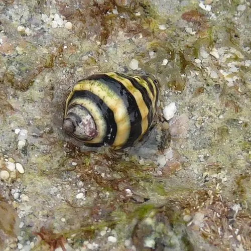 海水蜜蜂螺 海水蜜蜂螺吃引螺吗