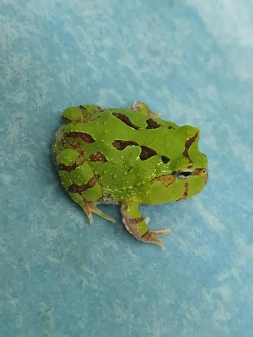 哈密蝶角蛙和蝴蝶角蛙的区别（哈密蝶角蛙和蝴蝶角蛙区别）