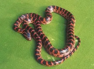 和赤练蛇花纹很像的蛇 和赤练蛇很像的毒蛇