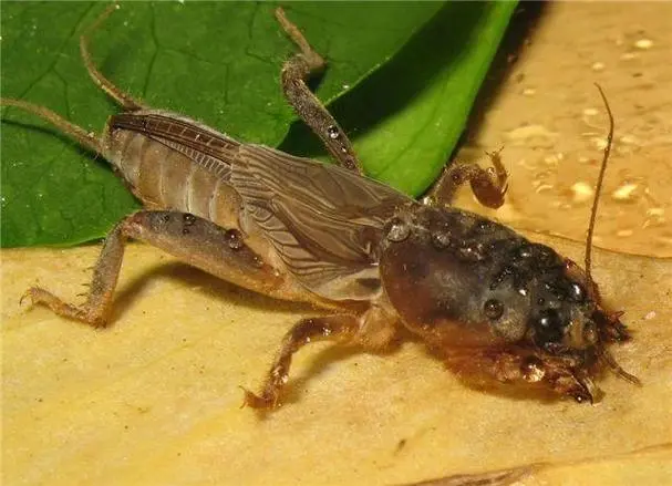 和蟋蟀长得很像的虫子 和蟋蟀长得很像的虫子,会跳,有翅