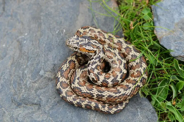 红斑高原蝮蛇：高原地带的稀有毒蛇（红斑高原蝮蛇）
