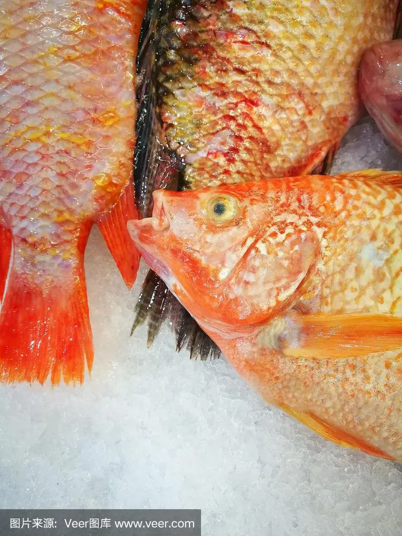 红宝石鱼：彩色千姿百态的热带鱼（红宝石鱼有的红有的不红）