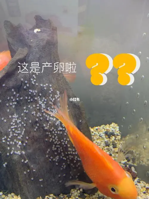 红宝石鱼产卵后多久出小鱼 红宝石鱼产卵后多久出小鱼视频