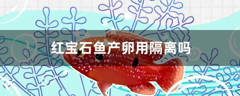 红宝石鱼产卵后多久受精 红宝石鱼产卵后多久受精成功