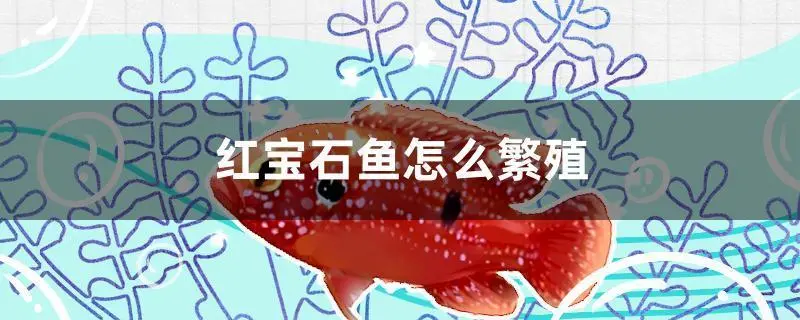 红宝石鱼的繁殖过程（红宝石鱼怎么繁殖过程）