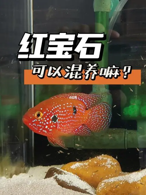 红宝石鱼的正确养殖方法 红宝石鱼的正确养殖方法视频