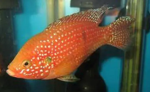 红宝石鱼繁殖视频全过程 红宝石鱼繁殖