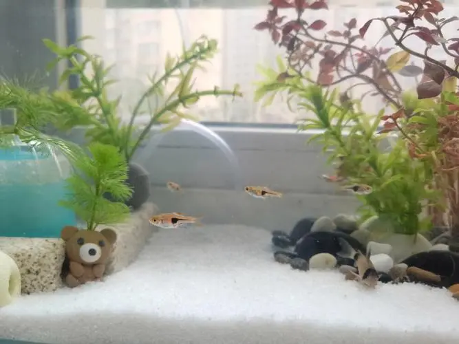 红宝石鱼繁殖视频指南（红宝石鱼怎么繁殖视频）