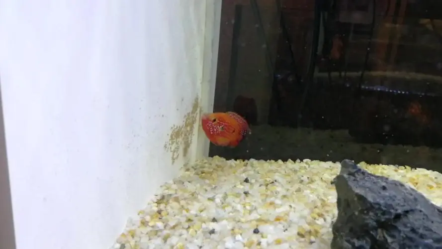 红宝石鱼繁殖总吃卵 红宝石鱼繁殖