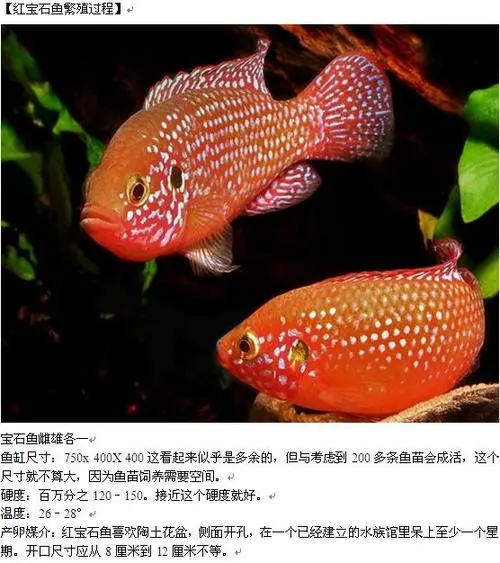 红宝石鱼公母对照表 红宝石鱼公母对照表图