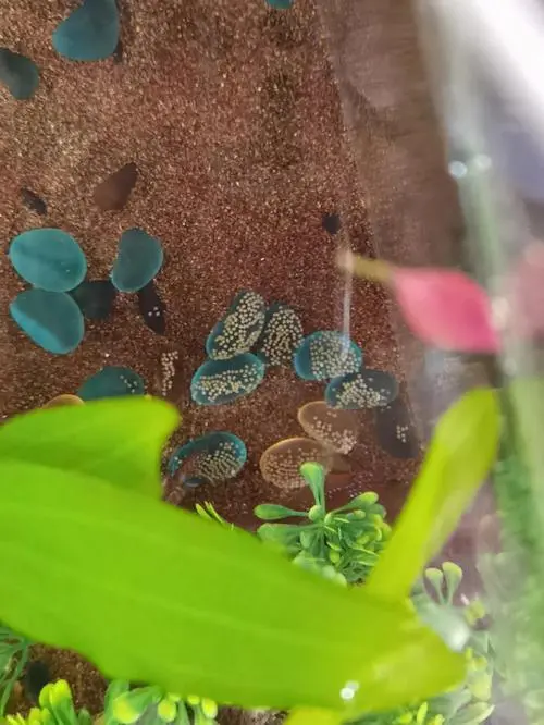 红宝石鱼卵孵化视频 红宝石鱼卵孵化过程