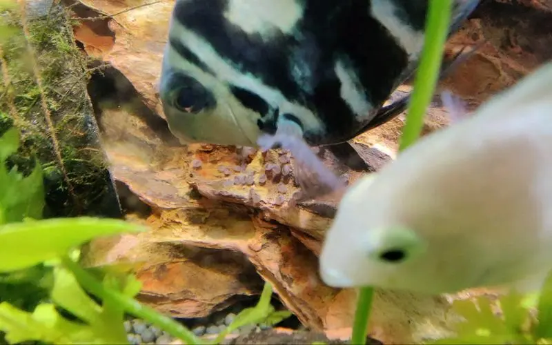 红宝石鱼卵孵化需要打氧吗视频 红宝石鱼孵化后用不用和大鱼分开