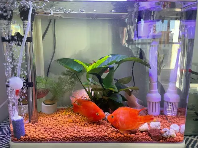 红宝石鱼能群养吗视频 红宝石鱼可以群养吗