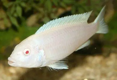 红宝石鱼（Pseudotropheus socolofi）是一种常见于马拉维湖的物种，属于梅鲷科。它是一种中等体型的淡水鱼