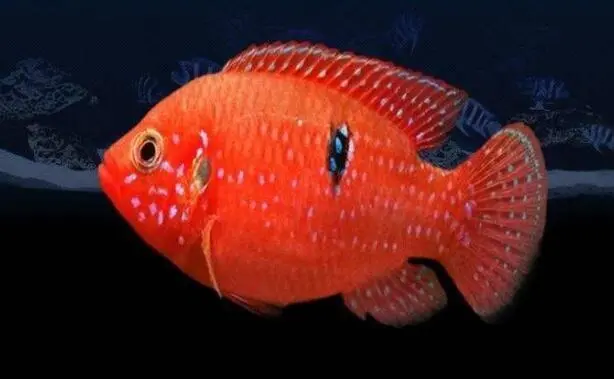 红宝石鱼有几种 红宝石鱼有几种品种