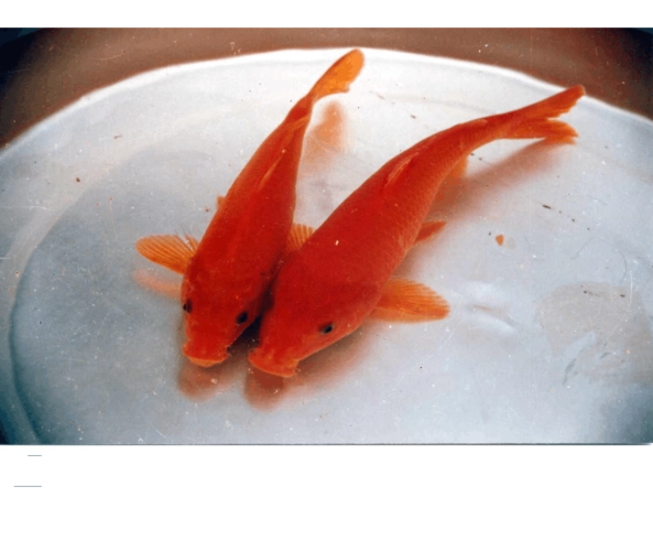 红玻璃鱼是一种热带淡水鱼类，具有绚丽的色彩和独特的身体结构。该种鱼属于较小的鱼类，以其美丽的外表成为