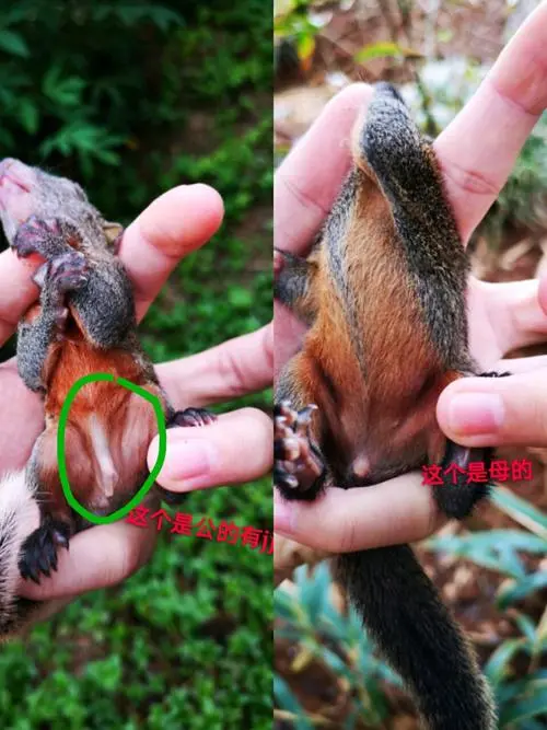 红腹松鼠公母体型哪个大 红腹松鼠公母体型哪个大一点