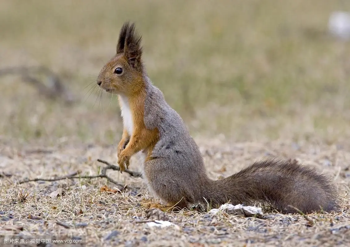 红腹松鼠（Sciurus vulgaris）是一种常见的松鼠物种，广泛分布于欧亚大陆。它以其鲜艳的红色胸腹部毛发而得