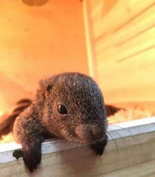 红腹松鼠是一种常见的小型鼠类，在冬天来临之际，它们需要特殊的食品来应对寒冷季节。红腹松鼠主要以樟子松