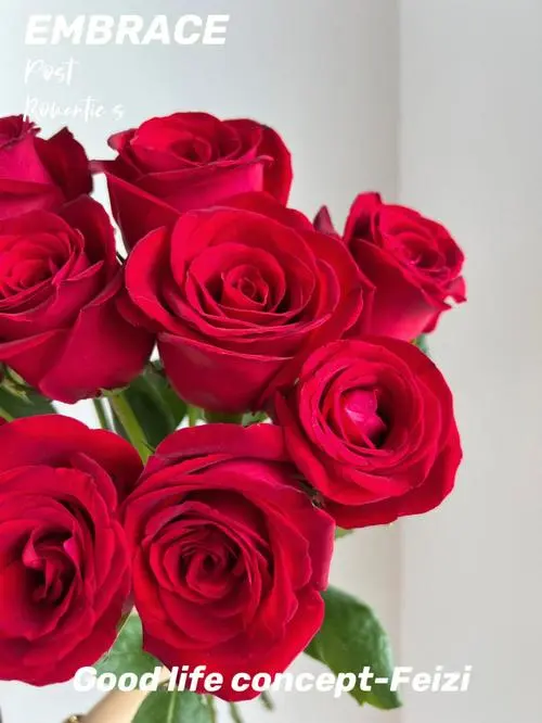 红玫瑰花品种（红玫瑰花的品种）