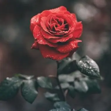 红玫瑰图片高清图片 头像 红玫瑰图片高清图片头像