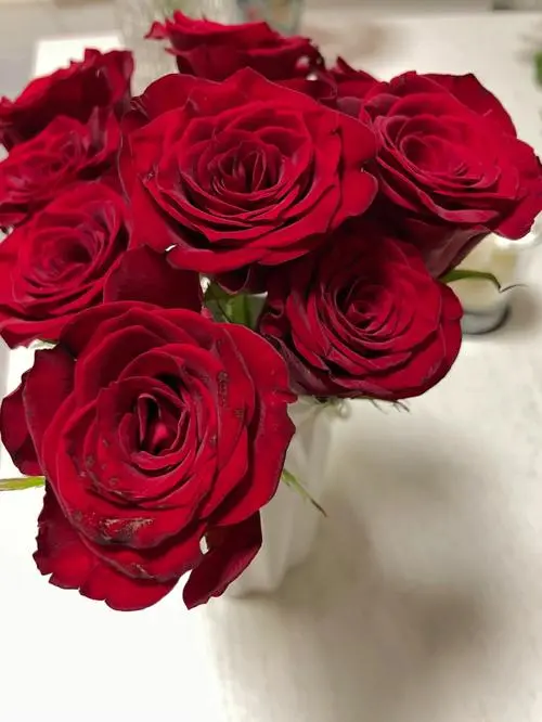 红玫瑰养殖方法 红玫瑰养殖方法和技术