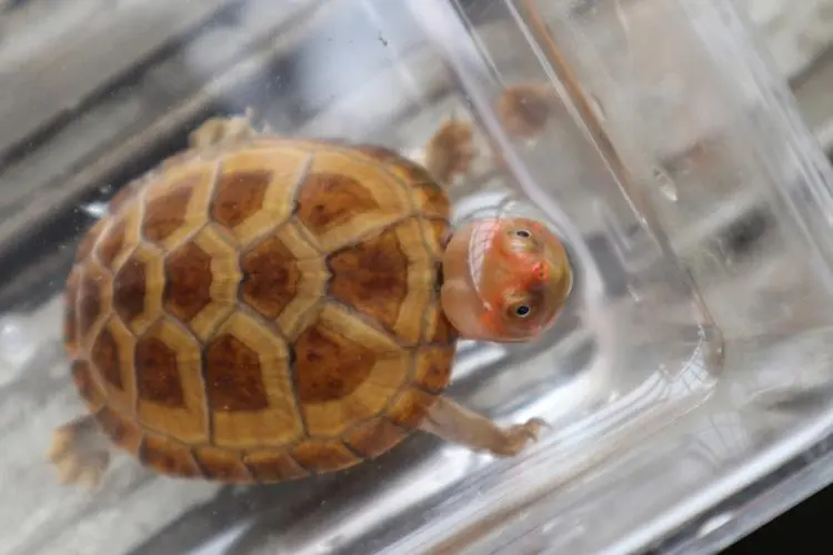 红面蛋龟的生活适应能力和其最低生存要求（红面蛋龟能适应的最低温度）