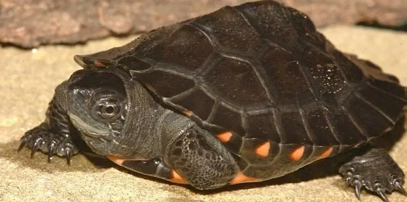 红面蛋龟（学名：Mauremys nigricans），又称红面泽龟、红隔泽龟，是陆生半水生龟类中的一种。它们属于爬