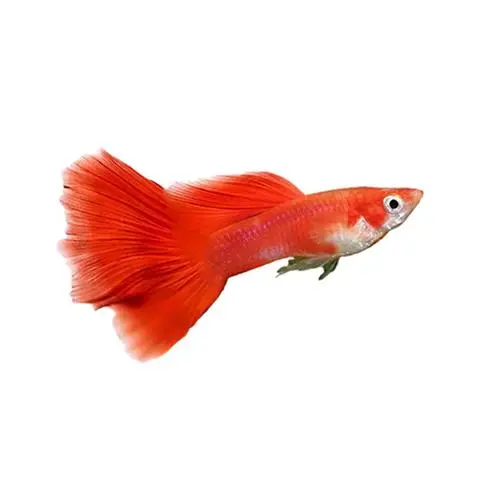 红色孔雀鱼（红色的孔雀鱼）