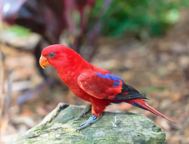 红色吸蜜鹦鹉：生态旅程中的独特叫声（红色吸蜜鹦鹉的叫声）