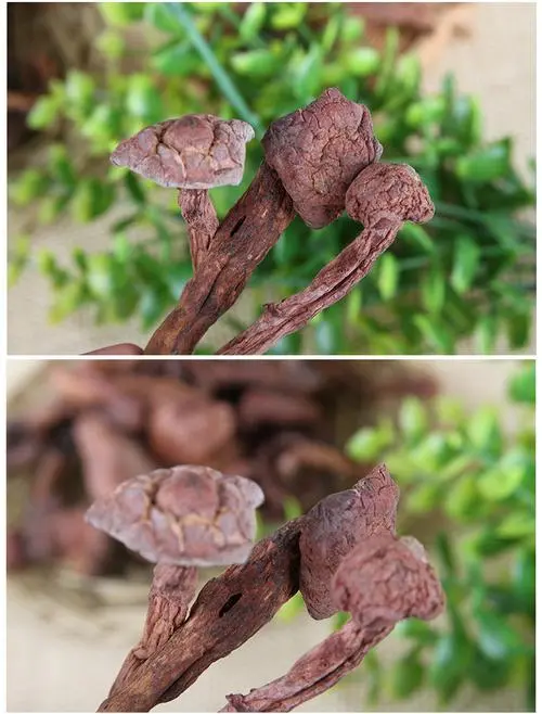 红松伞蘑菇有毒吗 红松伞蘑菇图片