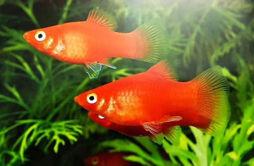 红太阳鱼繁殖的小鱼 红太阳鱼繁殖的小鱼喂什么