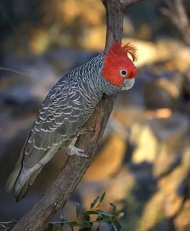 红头鹦鹉——异彩纷呈的鸟类美丽典范（红头的鹦鹉是什么鹦鹉）