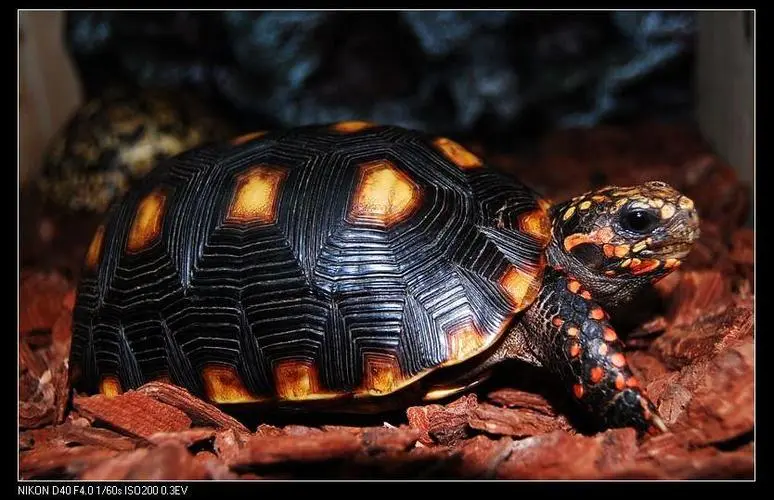 红腿陆龟（红腿陆龟的温度）