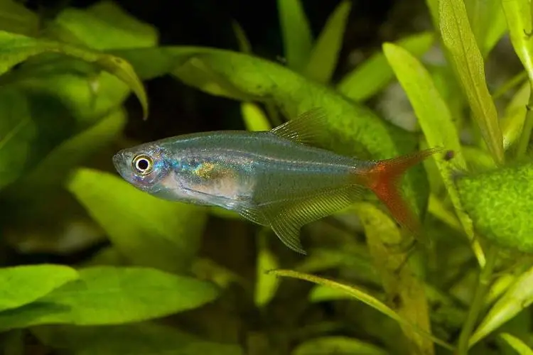 红尾玻璃鱼的繁殖（红尾玻璃鱼繁殖）