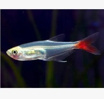红尾玻璃鱼好养吗 红尾玻璃鱼好养吗怎么养