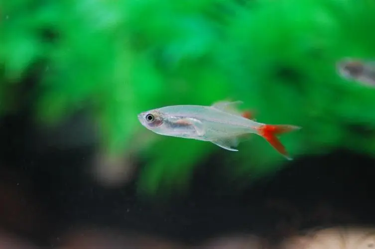 红尾玻璃鱼图片 红尾玻璃鱼凶吗