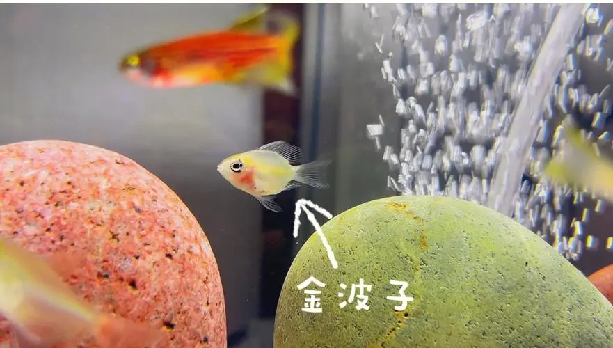 红尾玻璃鱼性别辨识方法（红尾玻璃鱼怎么分公母）
