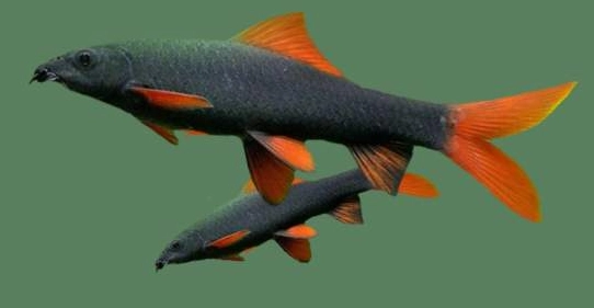 红尾黑鲨和孔雀鱼能一起养吗？（红尾黑鲨能和孔雀鱼一起养吗）