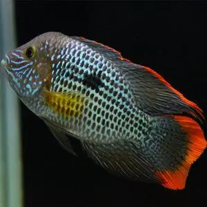红尾皇冠鱼繁殖方法 红尾皇冠鱼正确养法