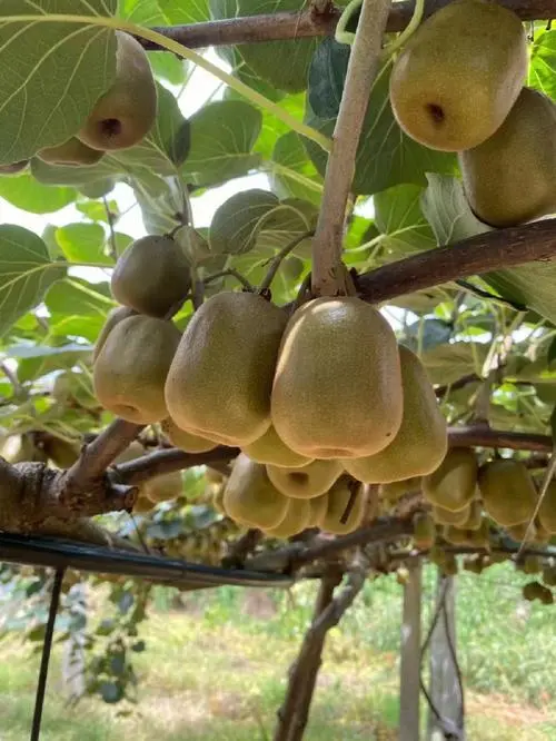 红心猕猴桃的种植技术与栽培技术 红心猕猴桃的种植技术与栽培技术第一年