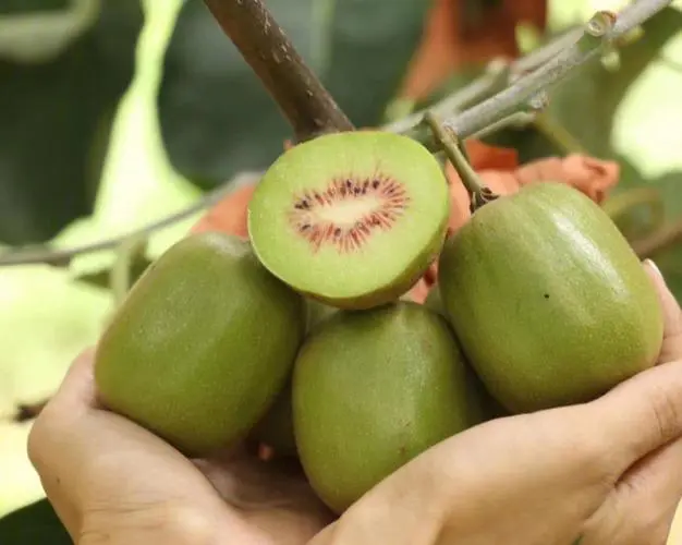 红心猕猴桃种植技术 红心猕猴桃种植技术与管理视频
