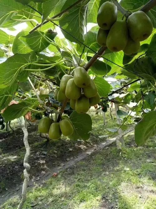 红心猕猴桃种植条件与气候 红心猕猴桃种植条件的适应气候