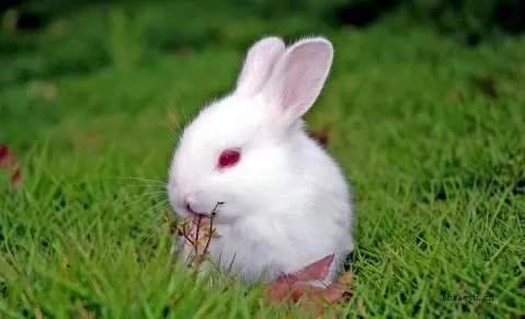 红眼睛白兔是什么品种？（红眼睛白兔是什么品种）