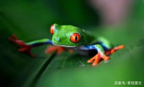 红眼树蛙吃什么？（红眼树蛙吃什么）