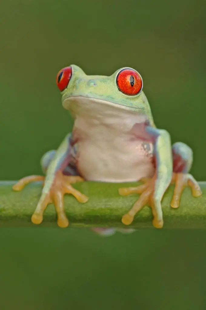 红眼树蛙视频：居高临下的绿色珍宝（红眼树蛙的视频）
