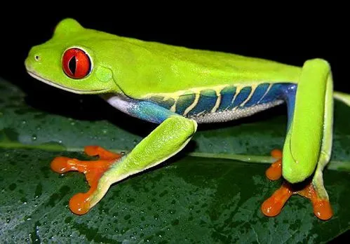 红眼树蛙养殖条件 红眼树蛙养殖条件是什么