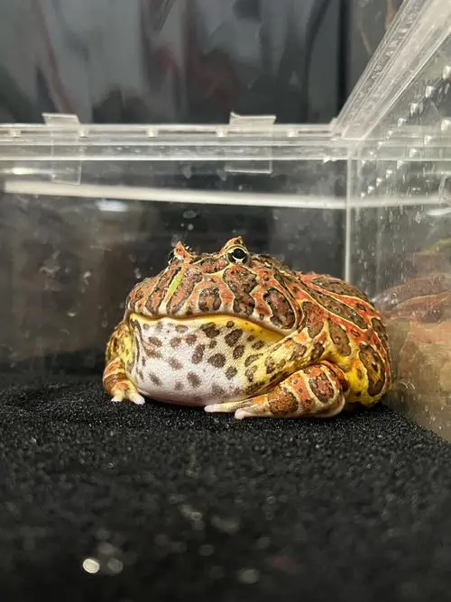 红钟角蛙的生活习性和养殖技巧详解（红钟角蛙怎么养颜色更好）