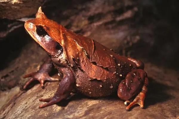 红钟角蛙 (Amolops ricketti) 是一种生活在亚洲的小型无尾两栖动物，属于蛙科蛙属。它们主要分布在中国的江