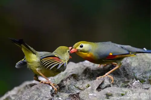 红嘴相思鸟的饮食习性与鸟食取向（红嘴相思鸟吃什么鸟食）